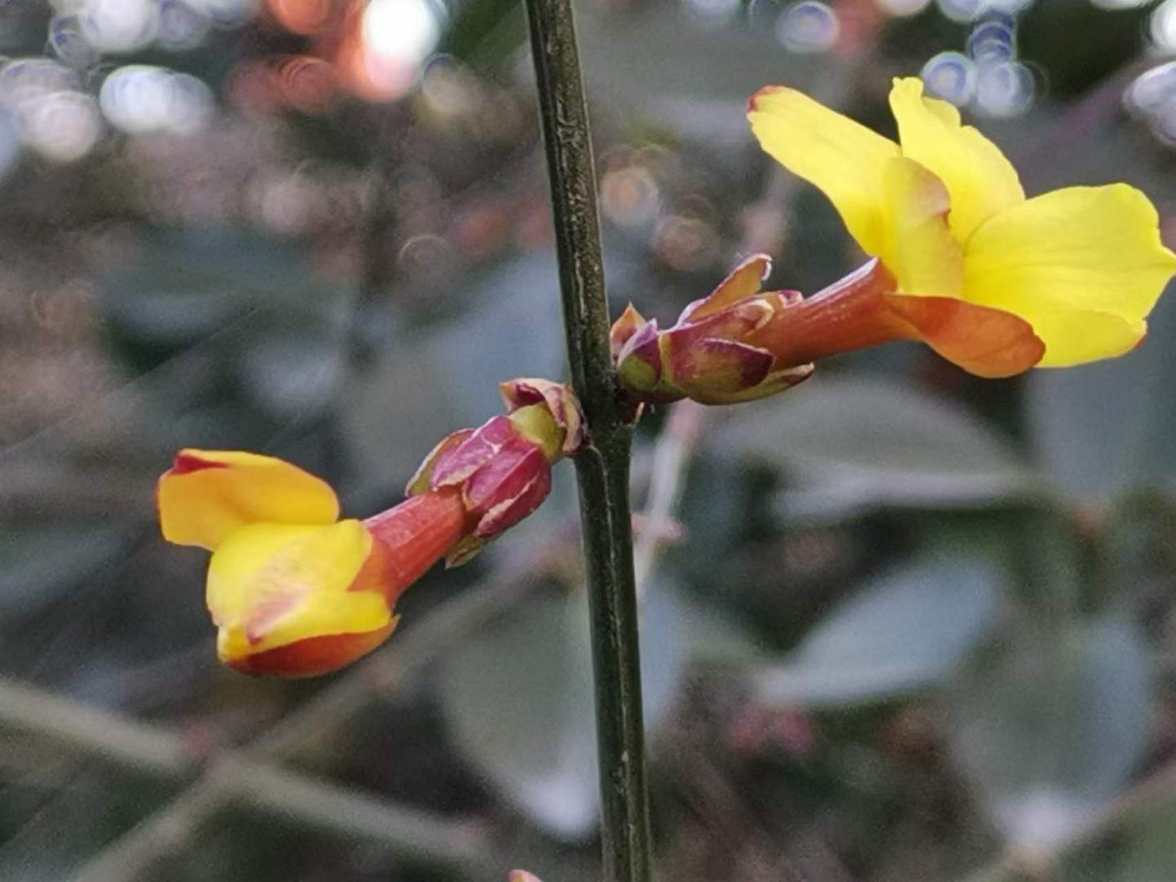 花开两朵,是连理还是各表一枝[心]