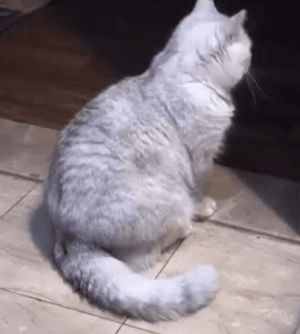 猫咪摇尾巴代表什么?