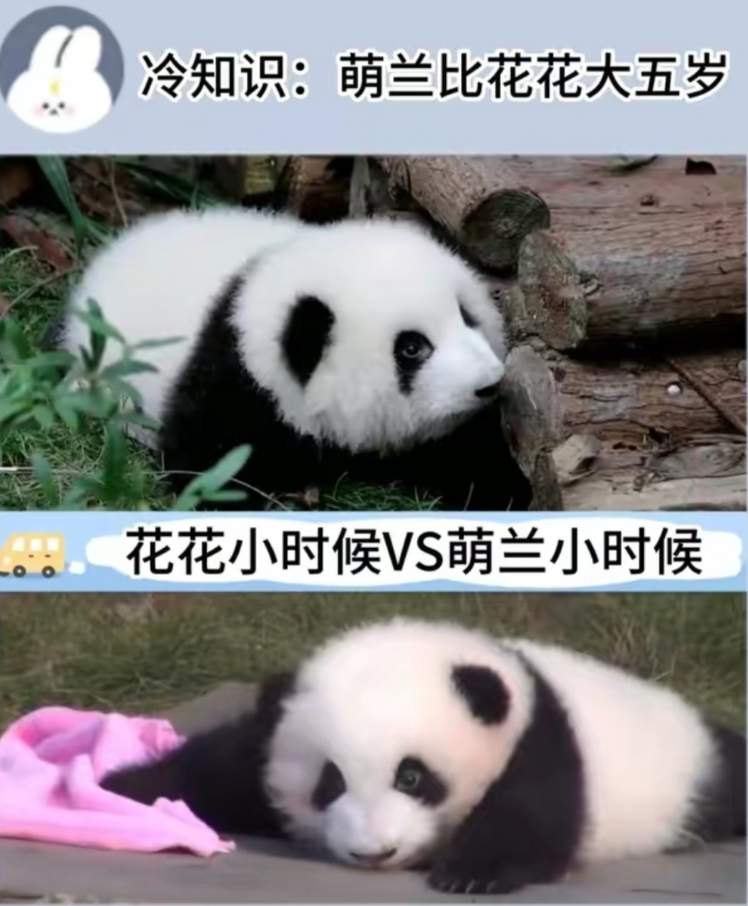 花花和萌兰小时候都是圆滚滚的,颜值也很高,不亏是同一个爸爸的崽.