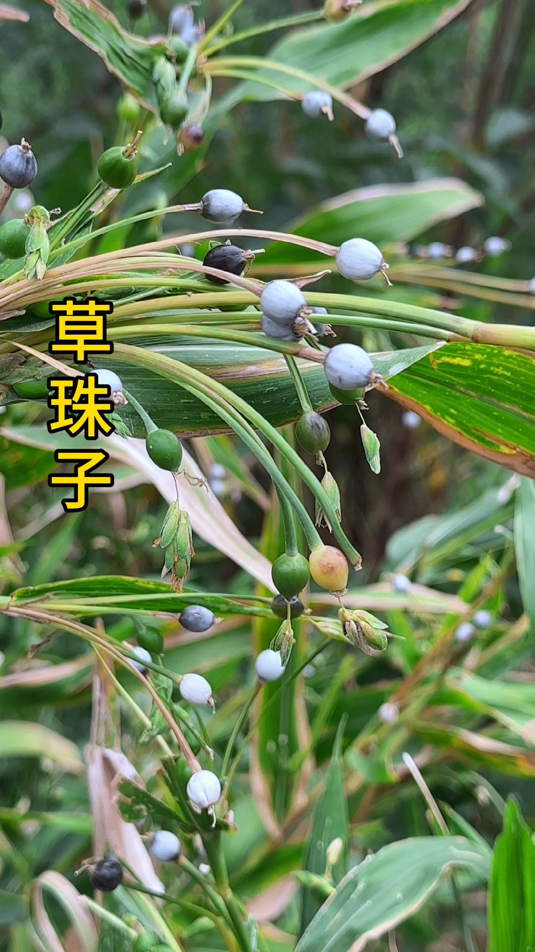 农村的这种植物是草珠子,小时候摘来制作成手链,你见过吗?
