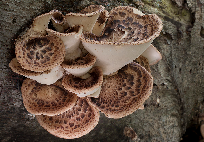 鉴别毒蘑菇的8大误区,你是否也中招?原来并非颜色越鲜艳就有毒