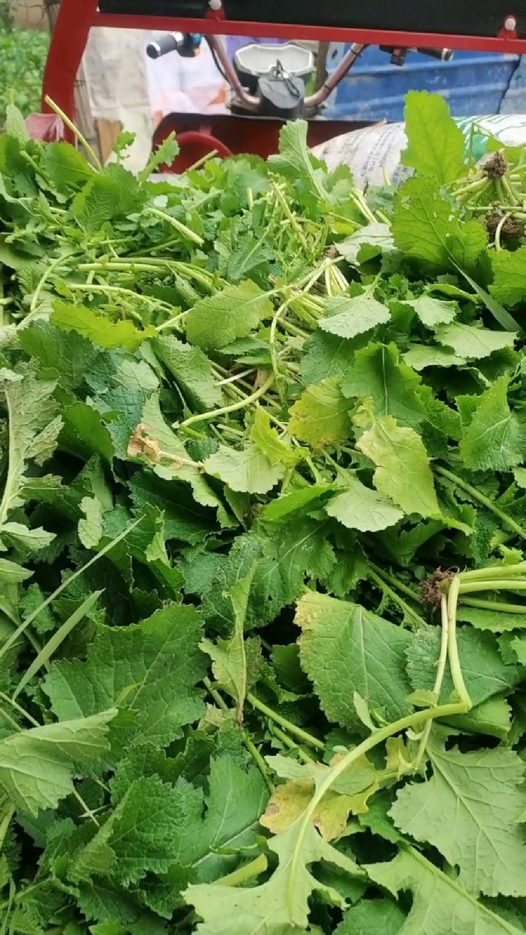 我们河南一到这个季节吃不完的酸菜纯天然的,野生的