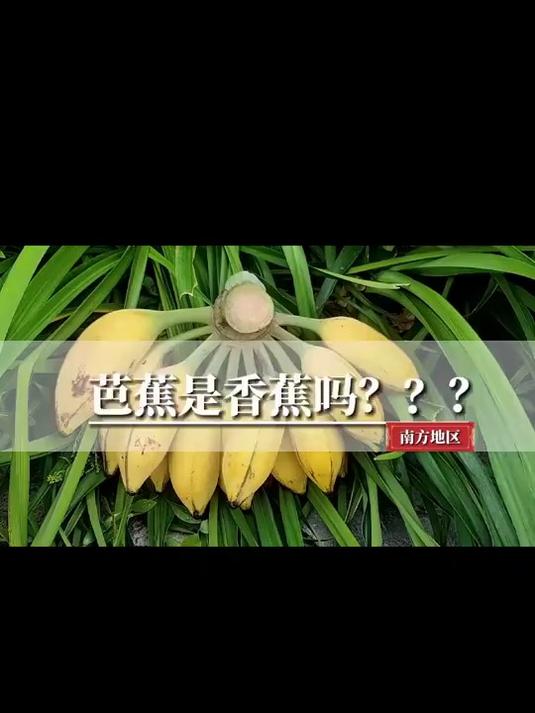 芭蕉树的果实能吃吗图片