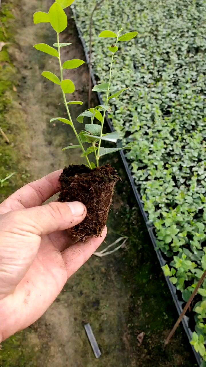 德雷珀蓝莓苗耐寒蓝莓苗营养杯蓝莓苗穴盘苗蓝莓育苗基地批发