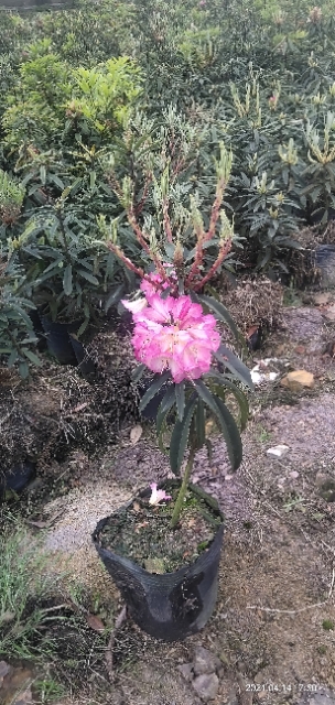 大树杜鹃又名马缨花的养护