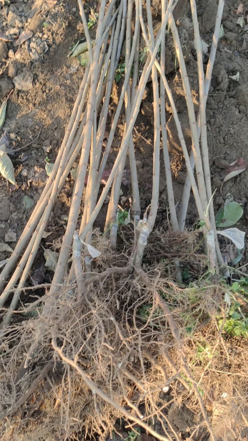 沙王樱桃苗正在出苗!极其丰产的樱桃品种!