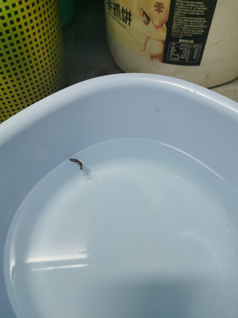 早上起来,发现卫生间有个这样的虫子,也不知道叫什么.