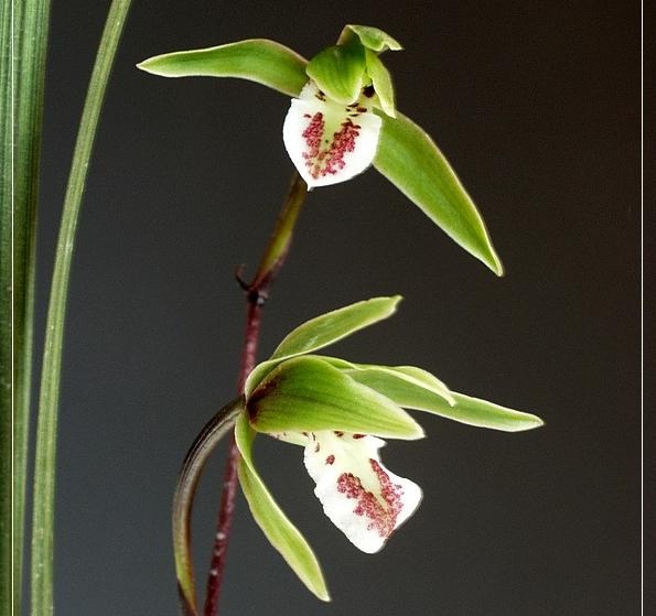 邱北冬蕙兰,紫秀寒兰,国兰地生兰品种了解(乡农小胖编辑)