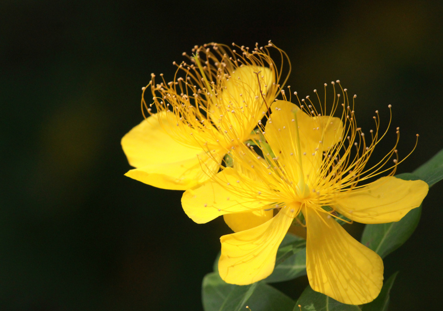 江苏南通,金丝桃花竞相绽放,金黄色的花瓣在阳光照射下灿烂夺目,十分