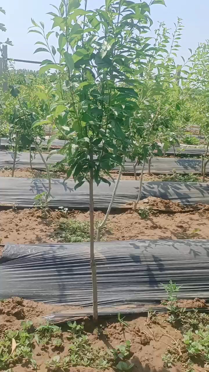 金西梅李子苗嫁接成品苗2年生明年结果