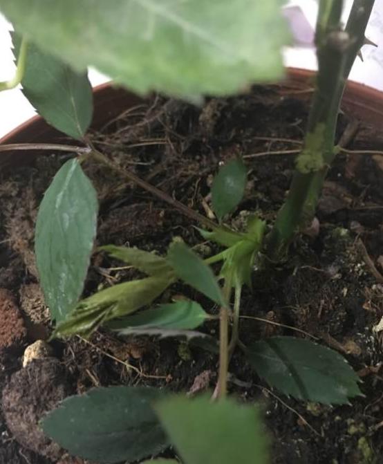 月季侧盆一段时间,基出芽变盲芽了,是不是要摘掉?