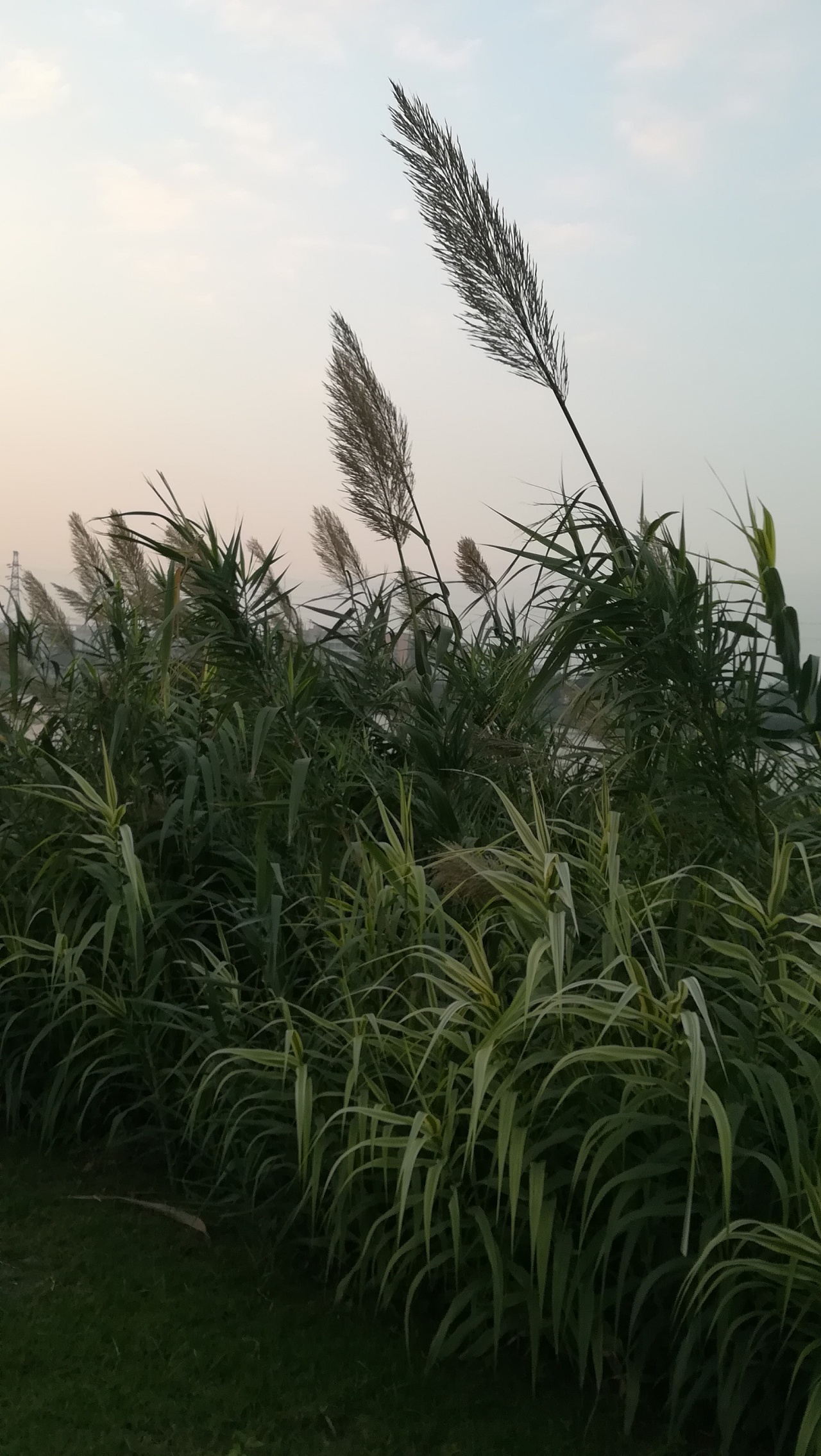 王统照湖畔儿语图片