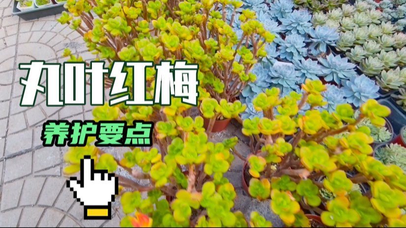 多肉丸叶红梅颜色好看长势快,但这几点若不注意,徒长叶片还变薄