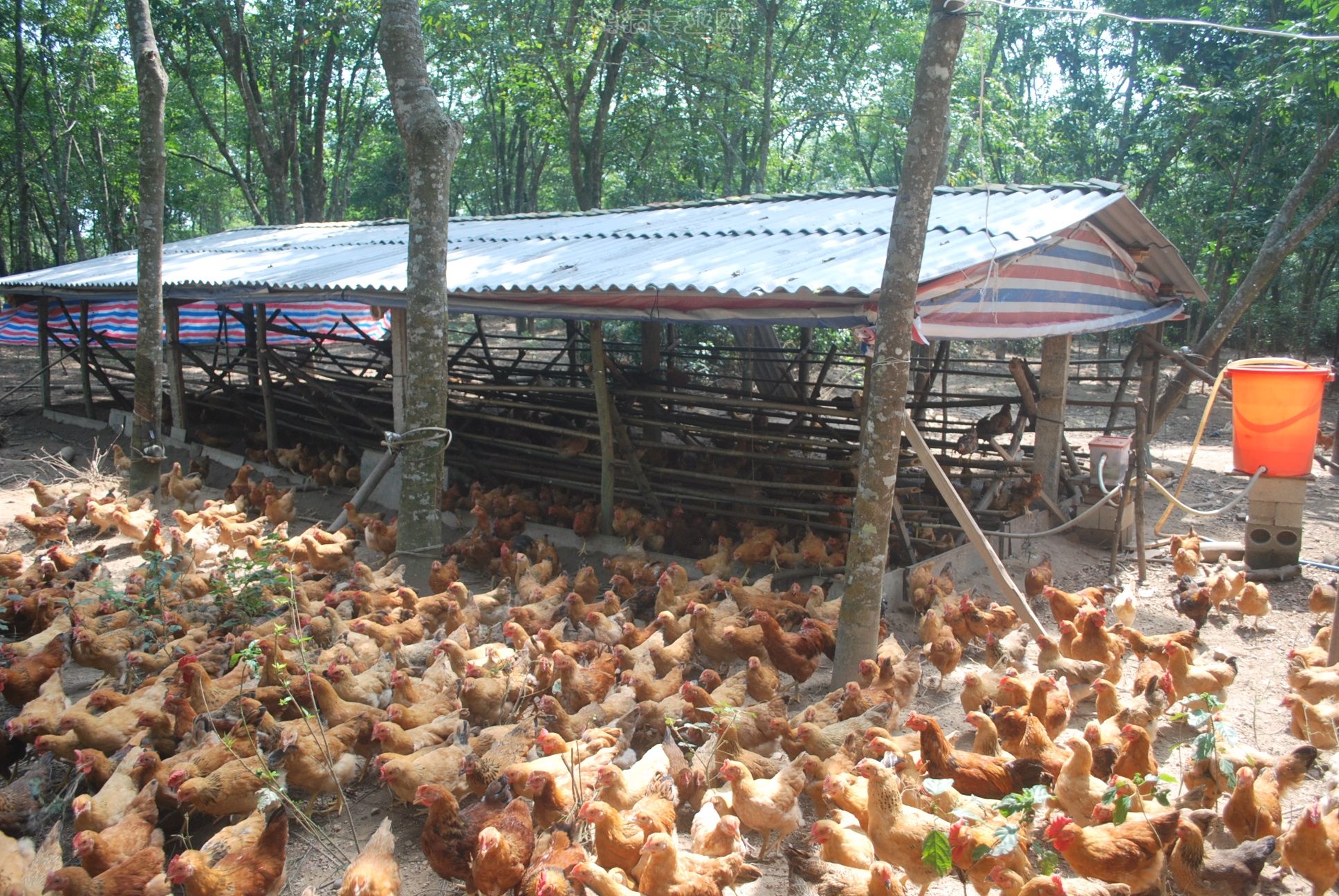 夏季养鸡需要高度重视这几个方面,成活率高