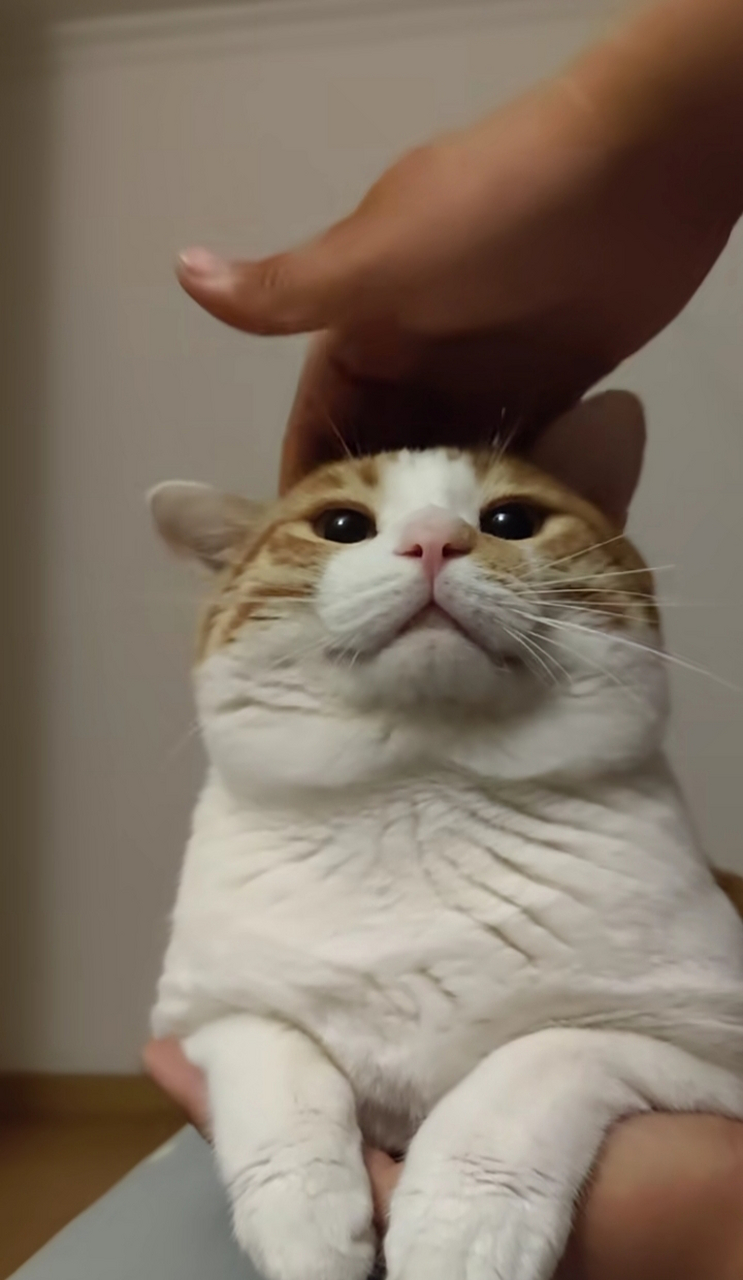 小猫十分享受我给它摸头