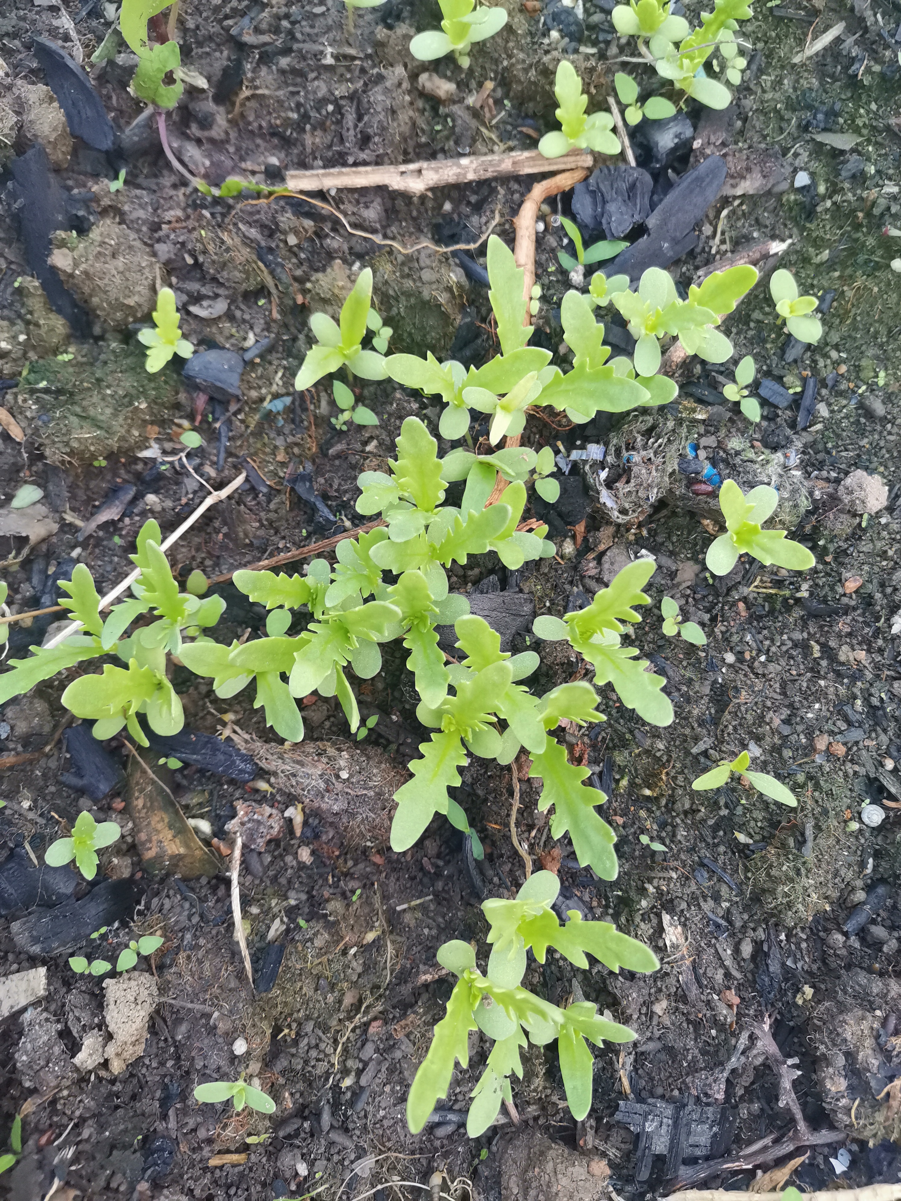 去年种茼蒿菜的时候,种了个寂寞,种子发芽率不高,只长出了两三棵