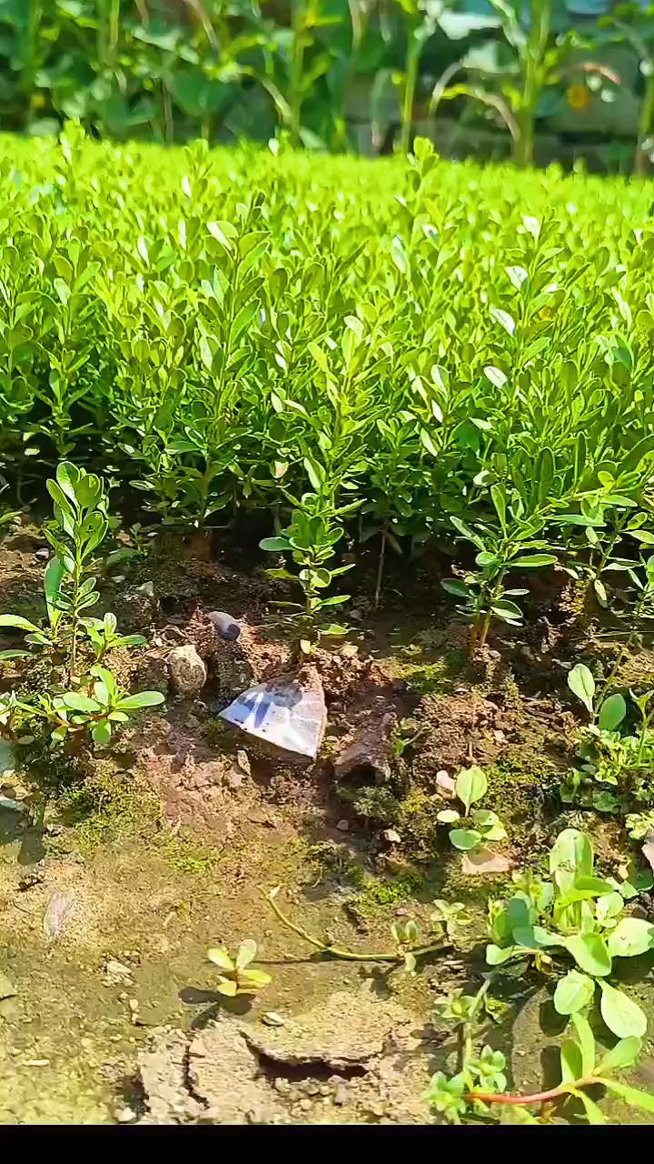 自家黄杨小苗,小叶黄杨,绿化绿篱小苗-度小视