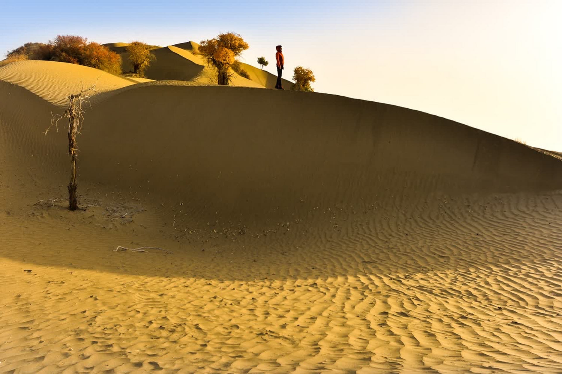沙漠中的这棵孤独的胡杨,是大自然的奇迹,也是生命的守望者.