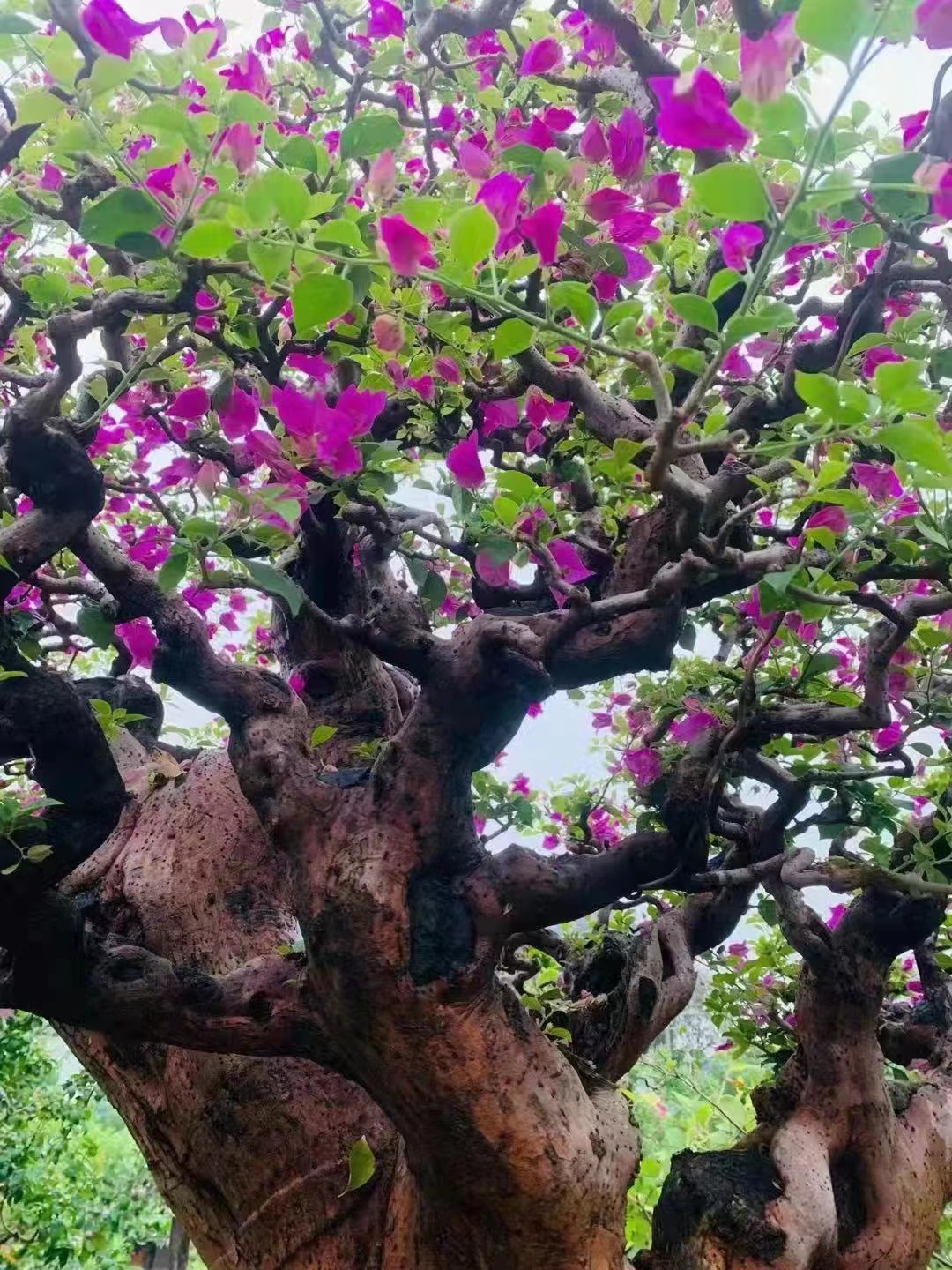 高端大气百年古桩,三角梅「抱拳」庭院镇宅招财