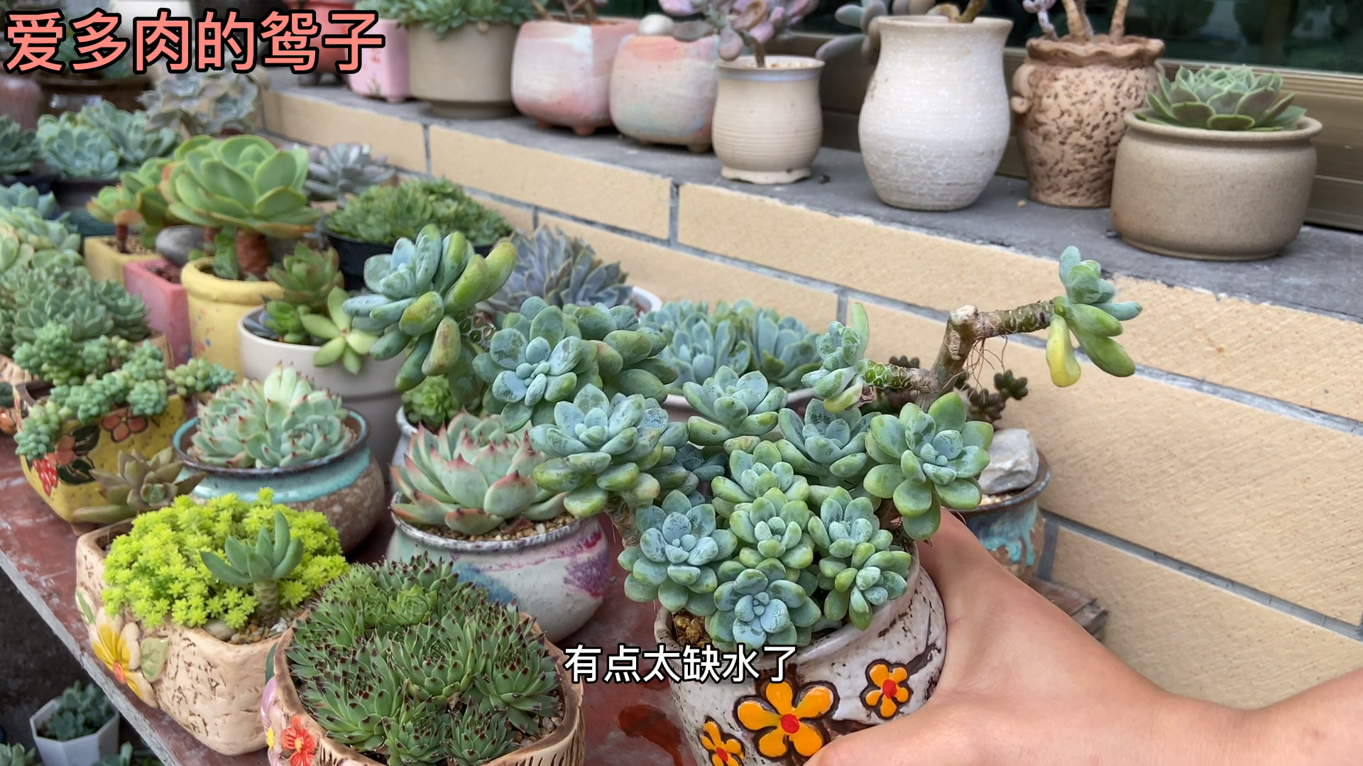 喜水的几个多肉品种,浇多了也不怕。看看正确的浇水方式
