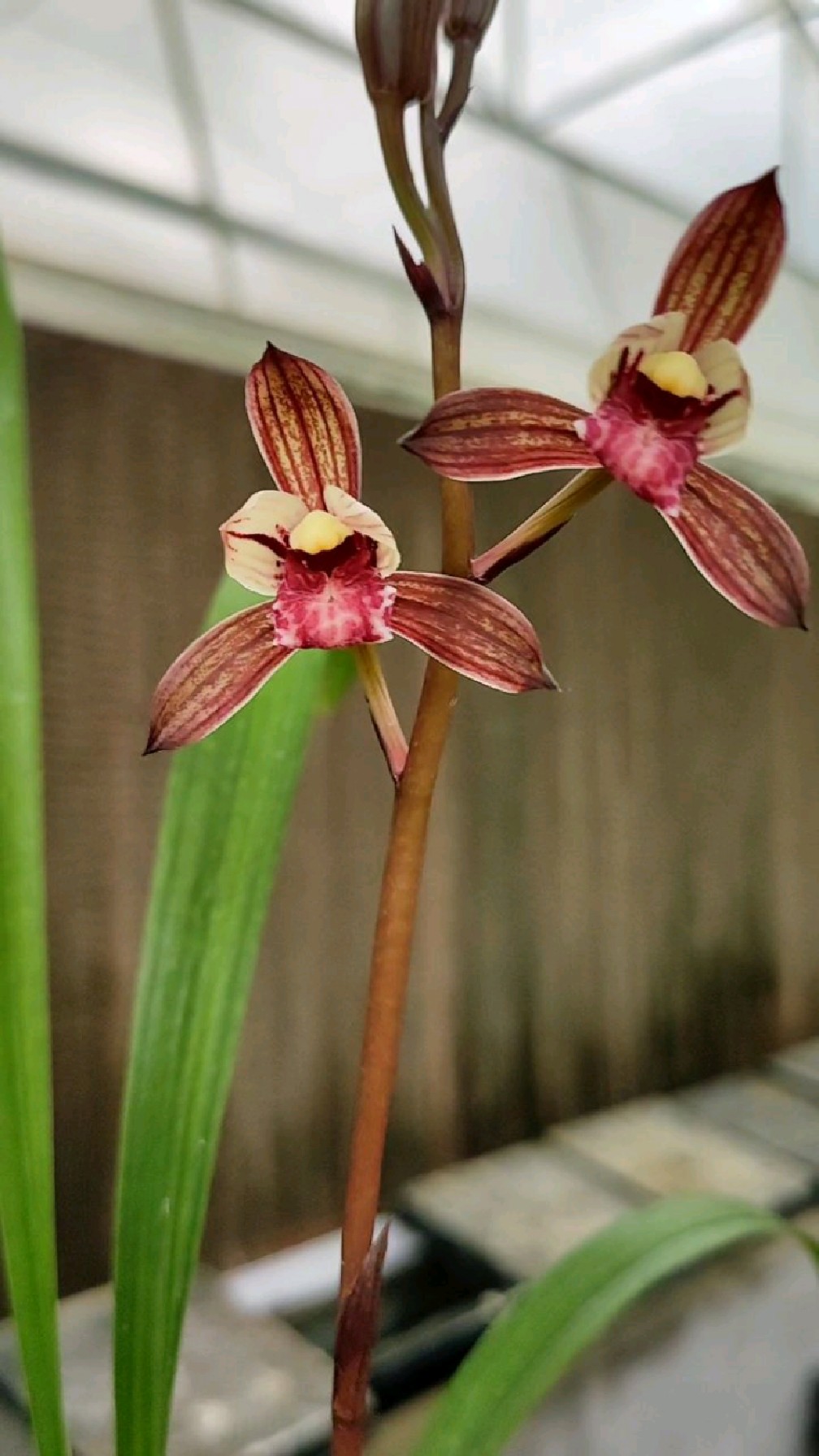 建兰黑美人紫凝,壮苗开花,真是精神-度小视