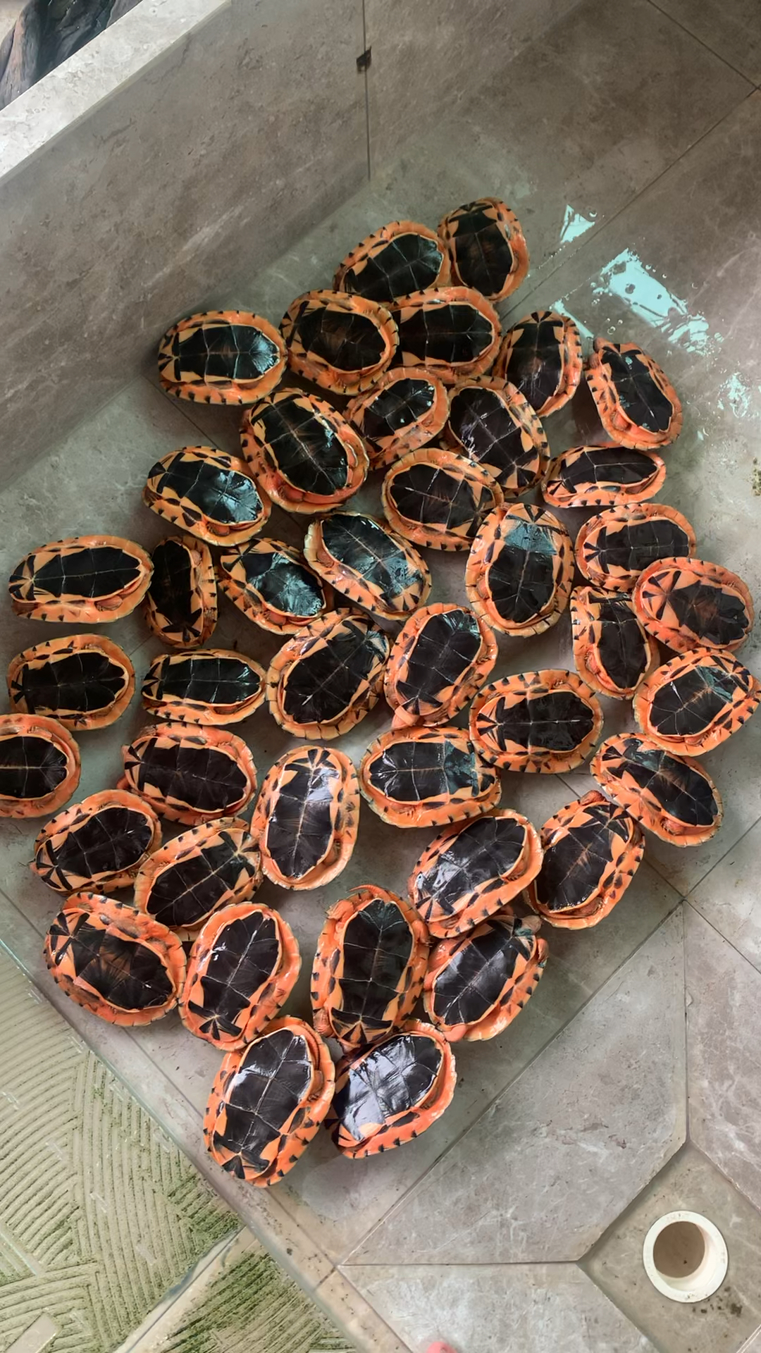 一池水中黄金,金钱龟越南米底公