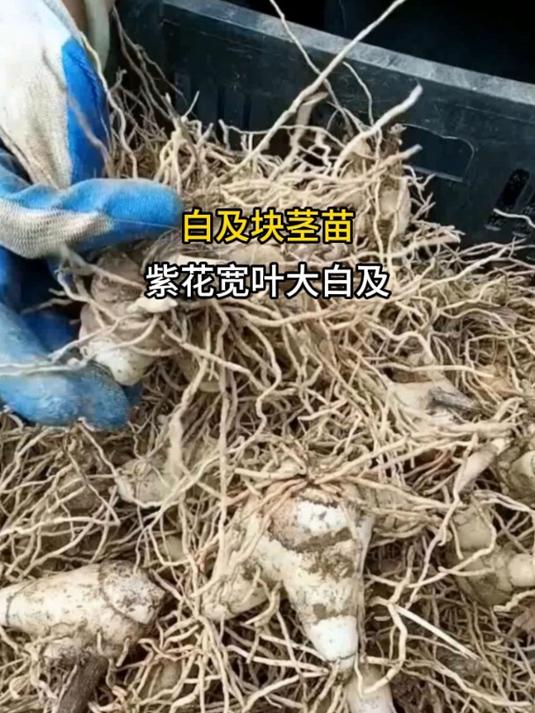 白化苗的图片和功效图片