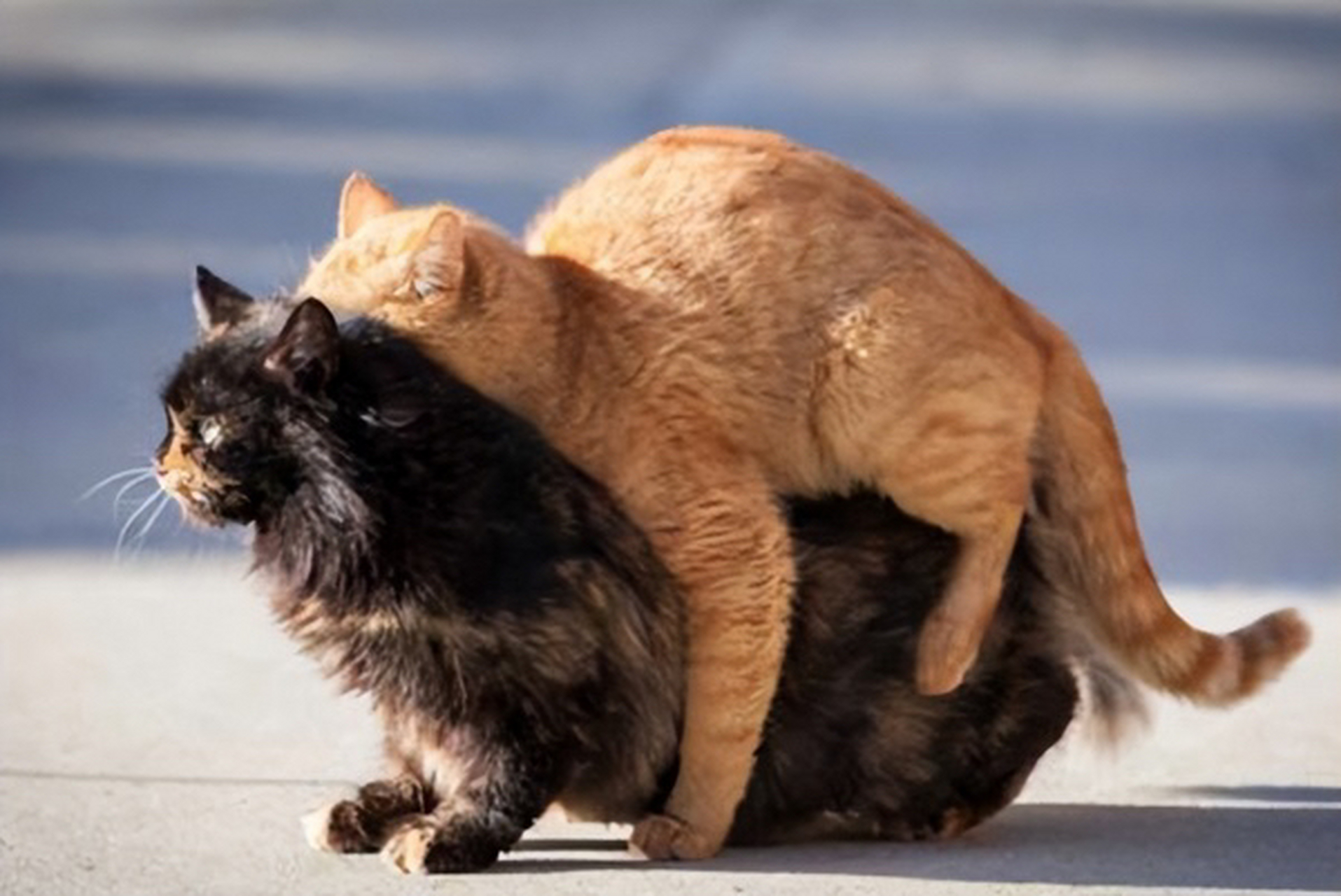 但是打断猫咪交配,会有很严重的后果.