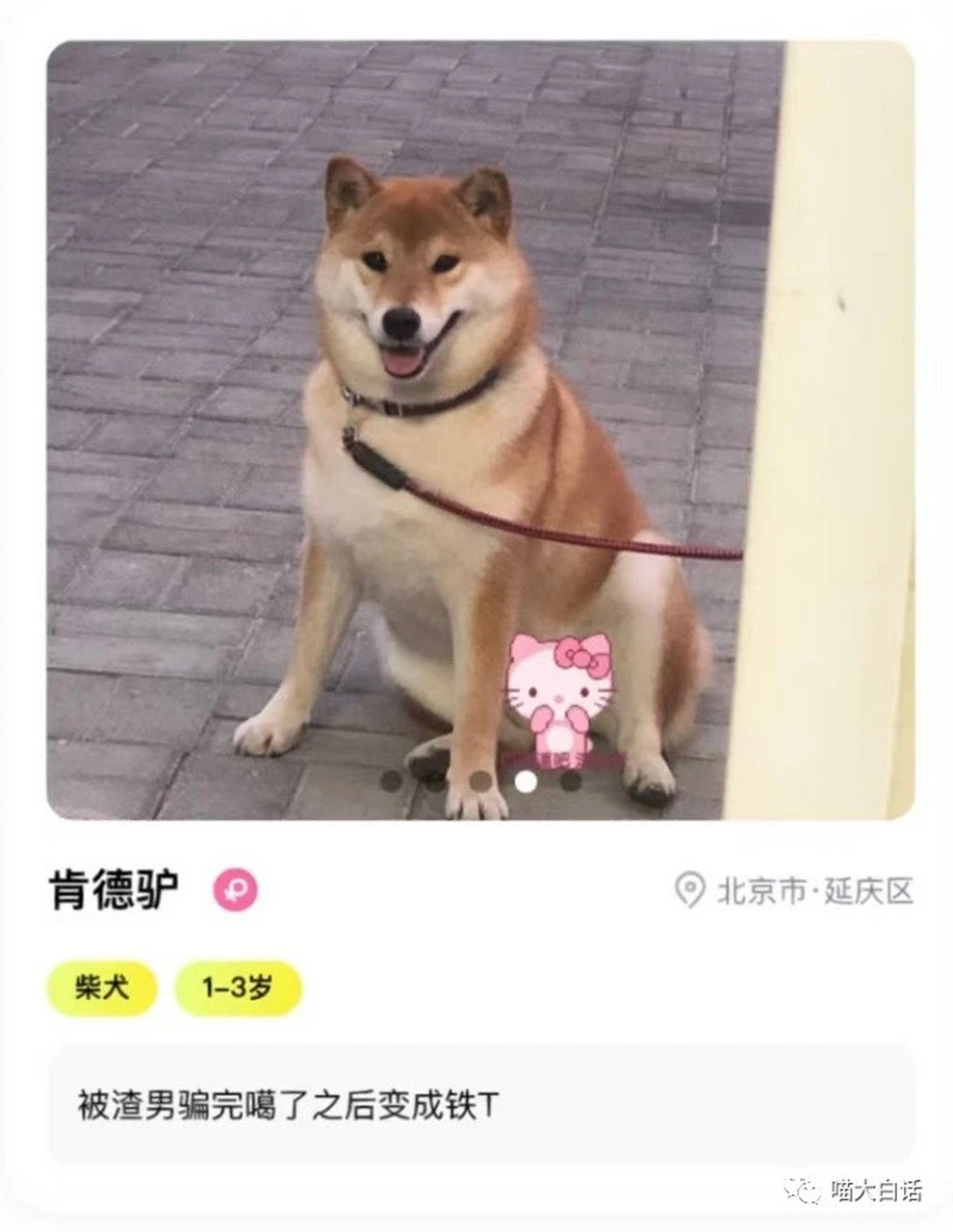 宠物交友圈 180白皮体育生疑似抖m #猫咪# #狗狗