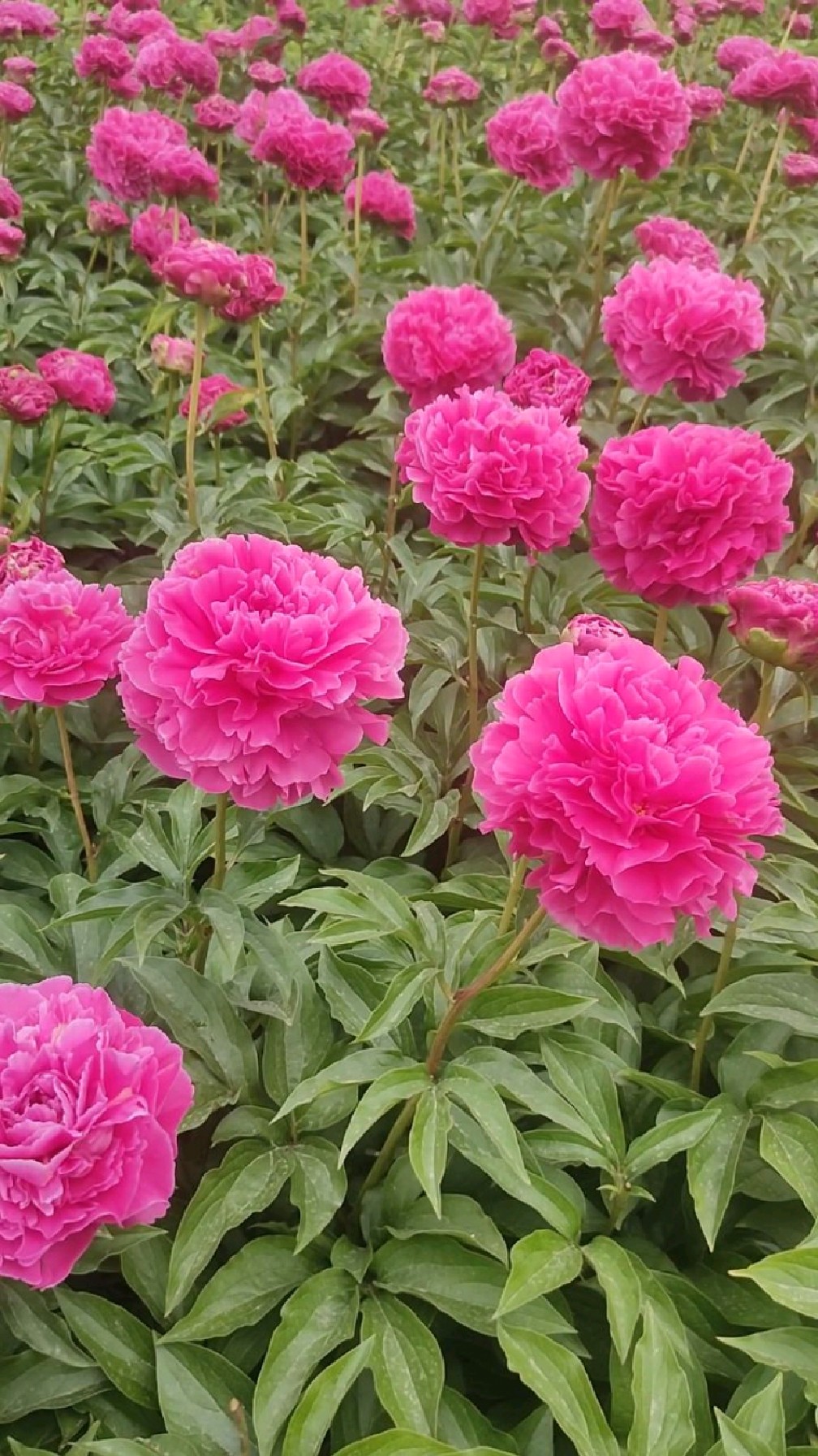 山东大花芍药已经盛开,想看的来!