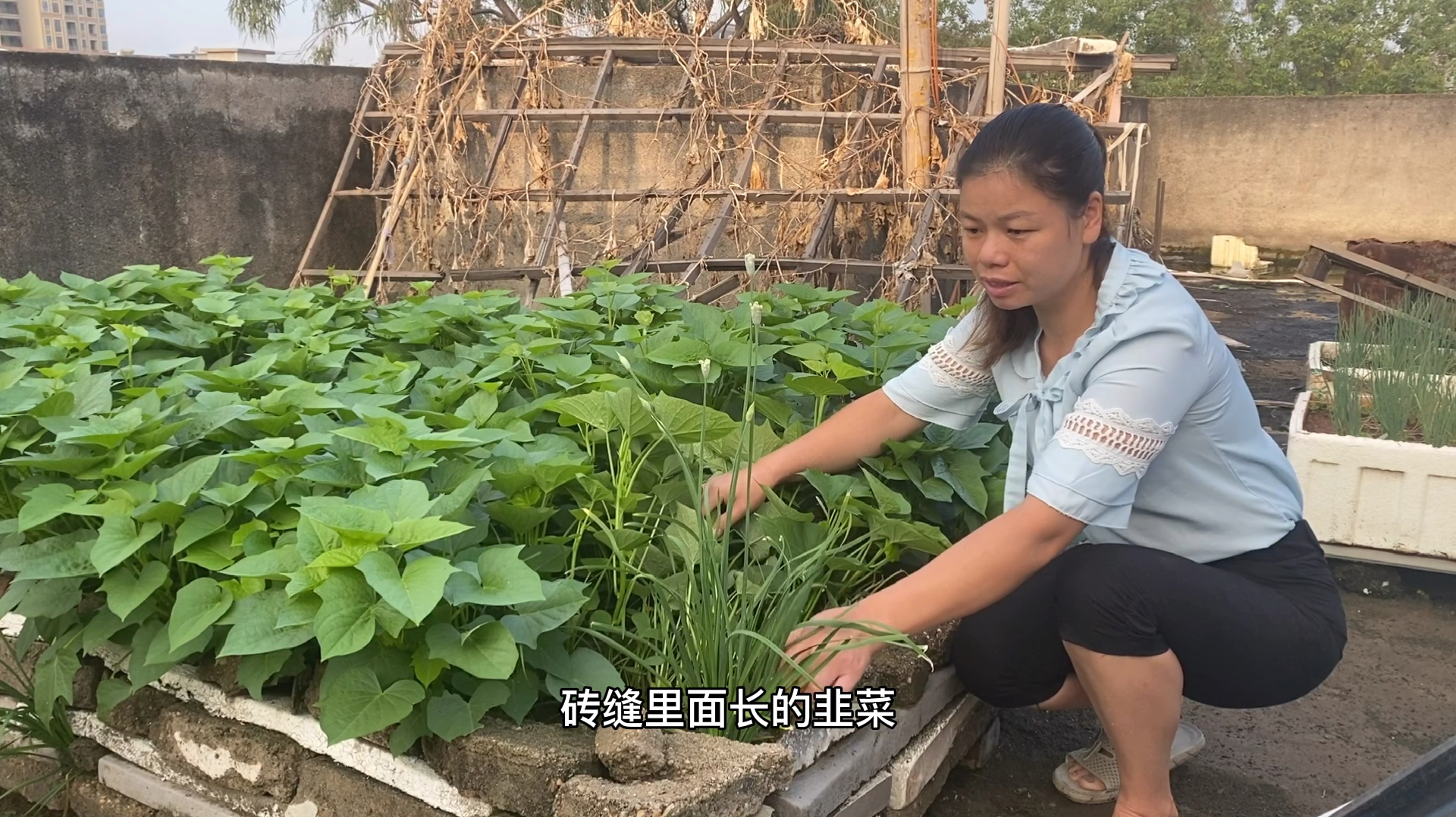 韭菜开花了,你认识韭菜花吗?你见过韭菜花吗