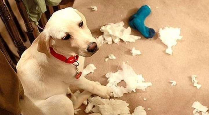 狗狗吃纸是怎么了