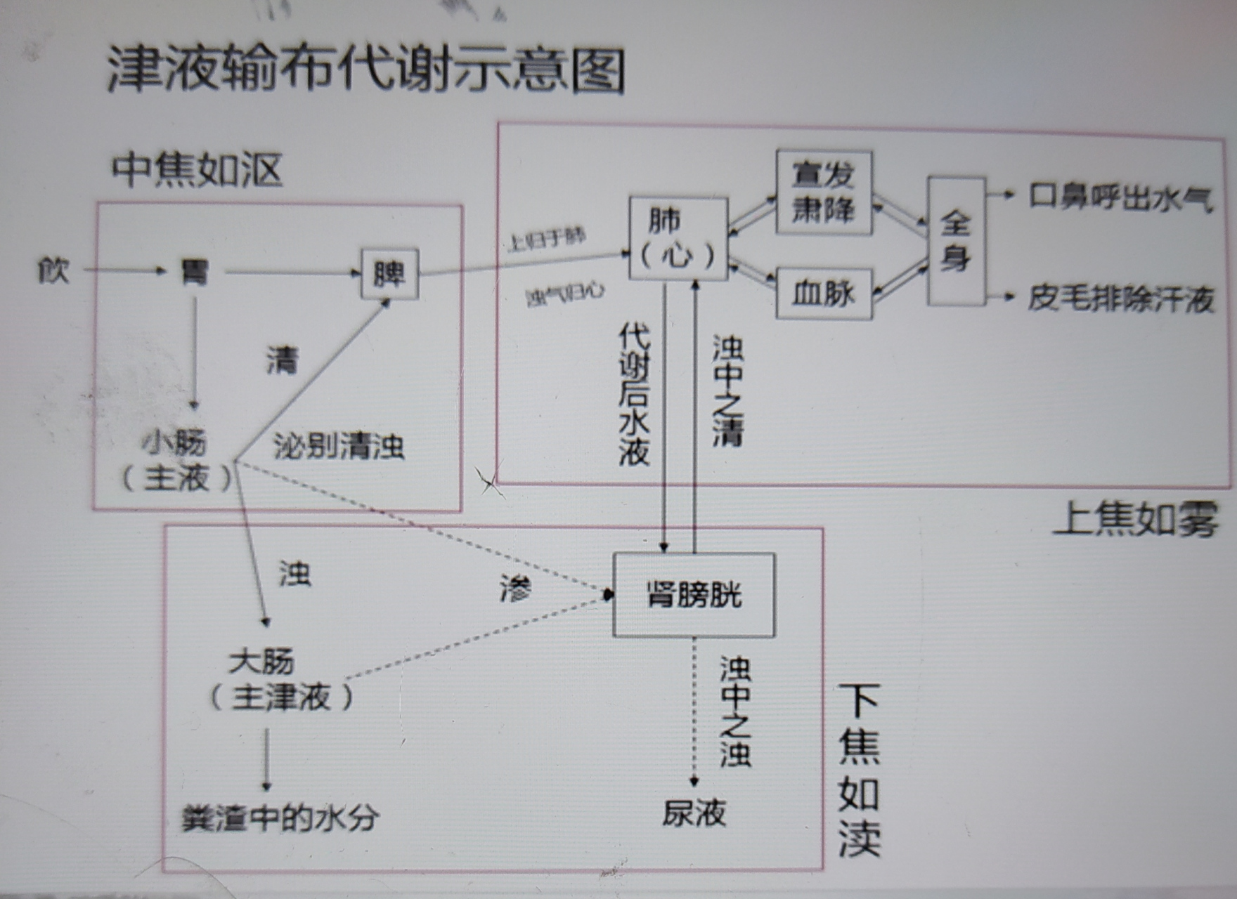 人体水液代谢示意图图片