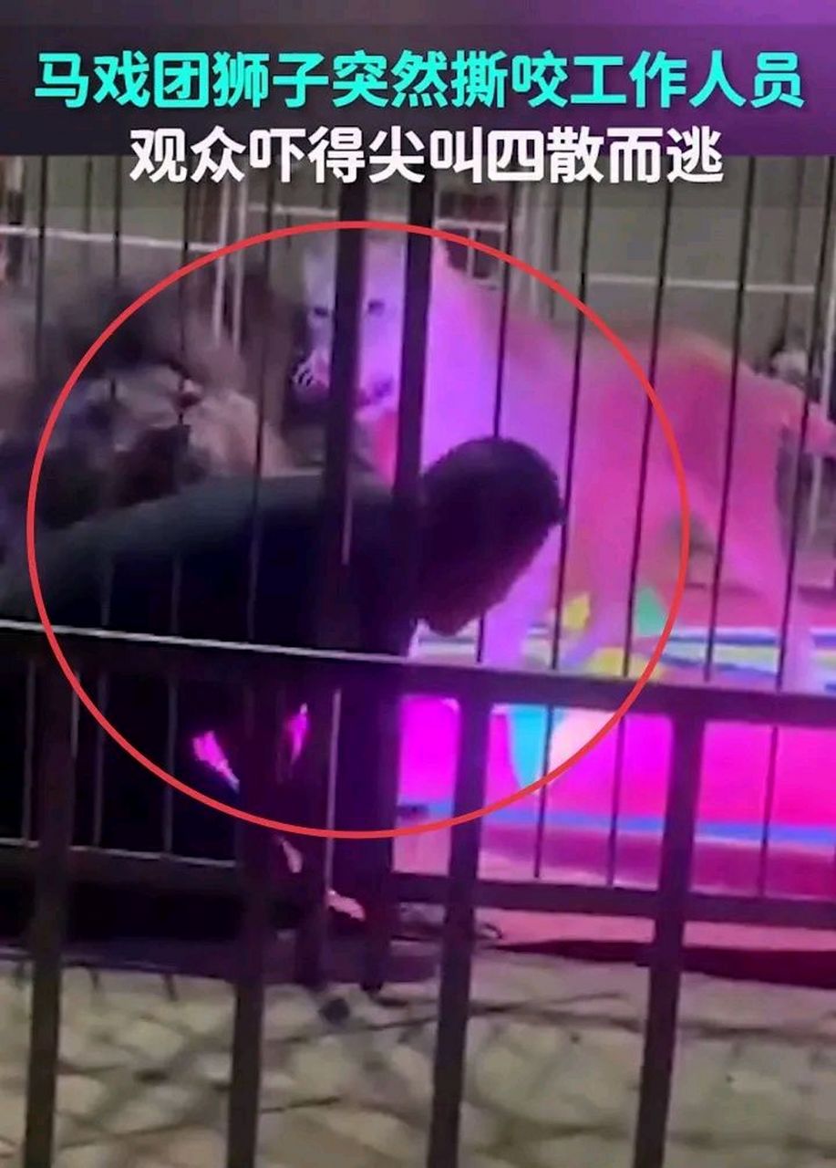 太吓人了,马戏团狮子表演时突发意外,一头成年雄狮突然把驯兽师扑倒