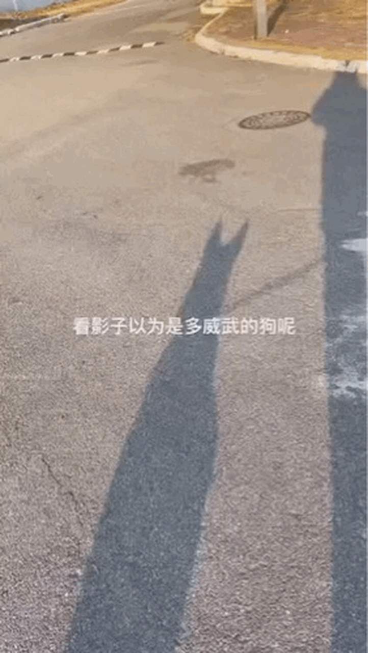 看影子以为是多威武的狗呢,原来是一只可爱的小柯基[嘻嘻]#萌宠# #gif