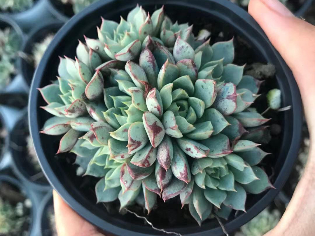 带有血斑的多肉血滴子,只是看着挺贵,其实普货价就能买到好品相