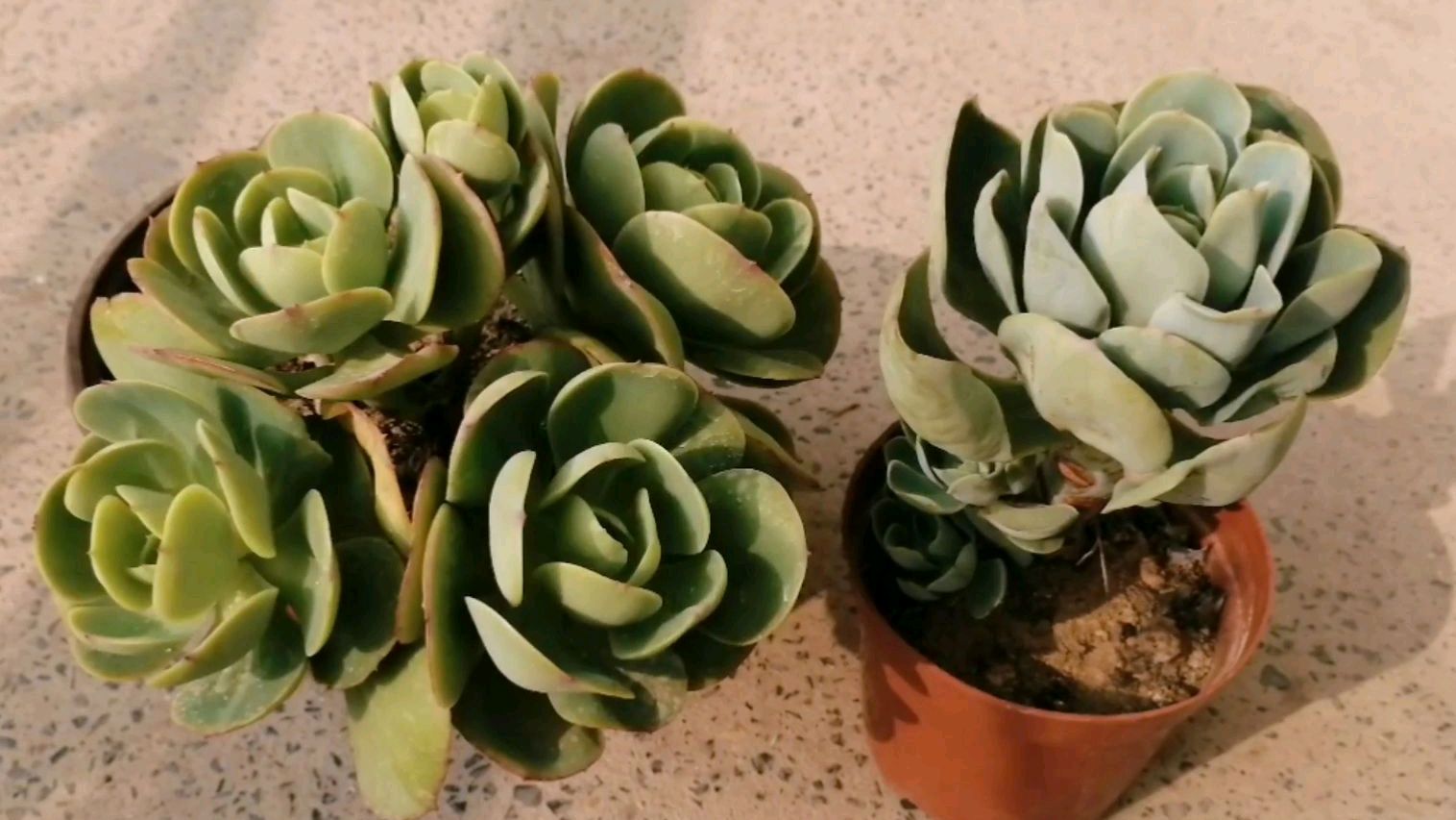 花市买的碧桃居然是骑兵,来看看她们有什么不同