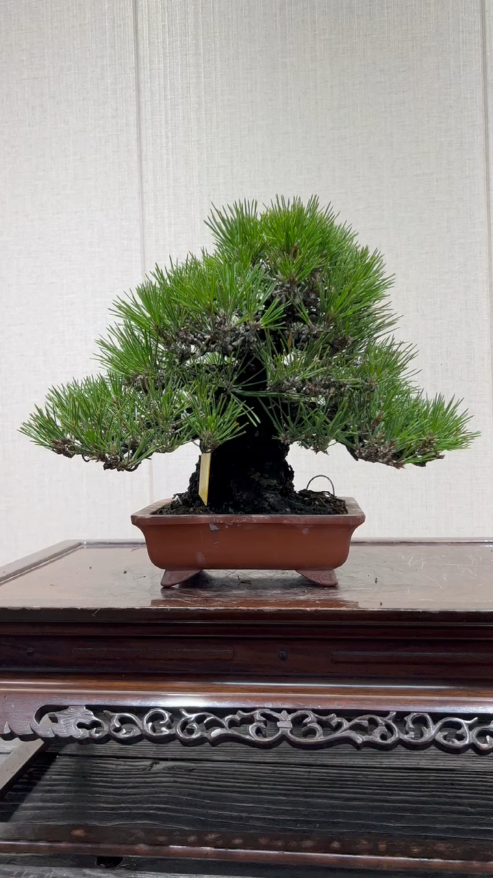 极品矮霸三河黑松,精致一掌托小品-度小视