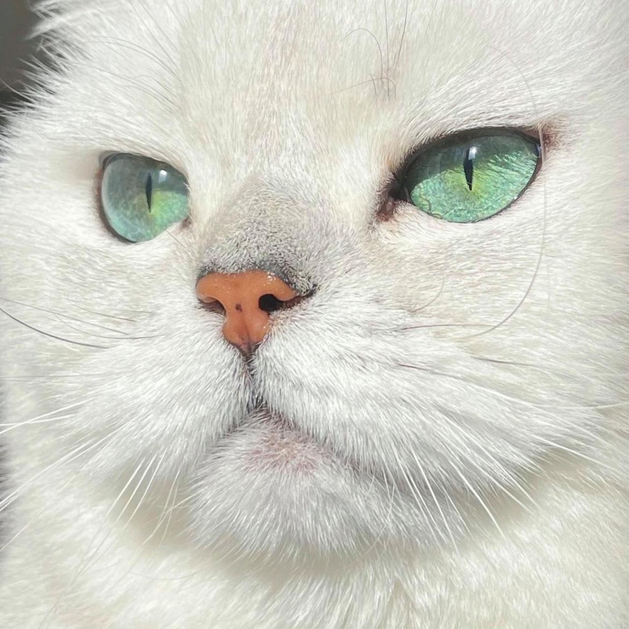 这猫咪的绿瞳酷酷哒#萌宠# #猫# #宠物