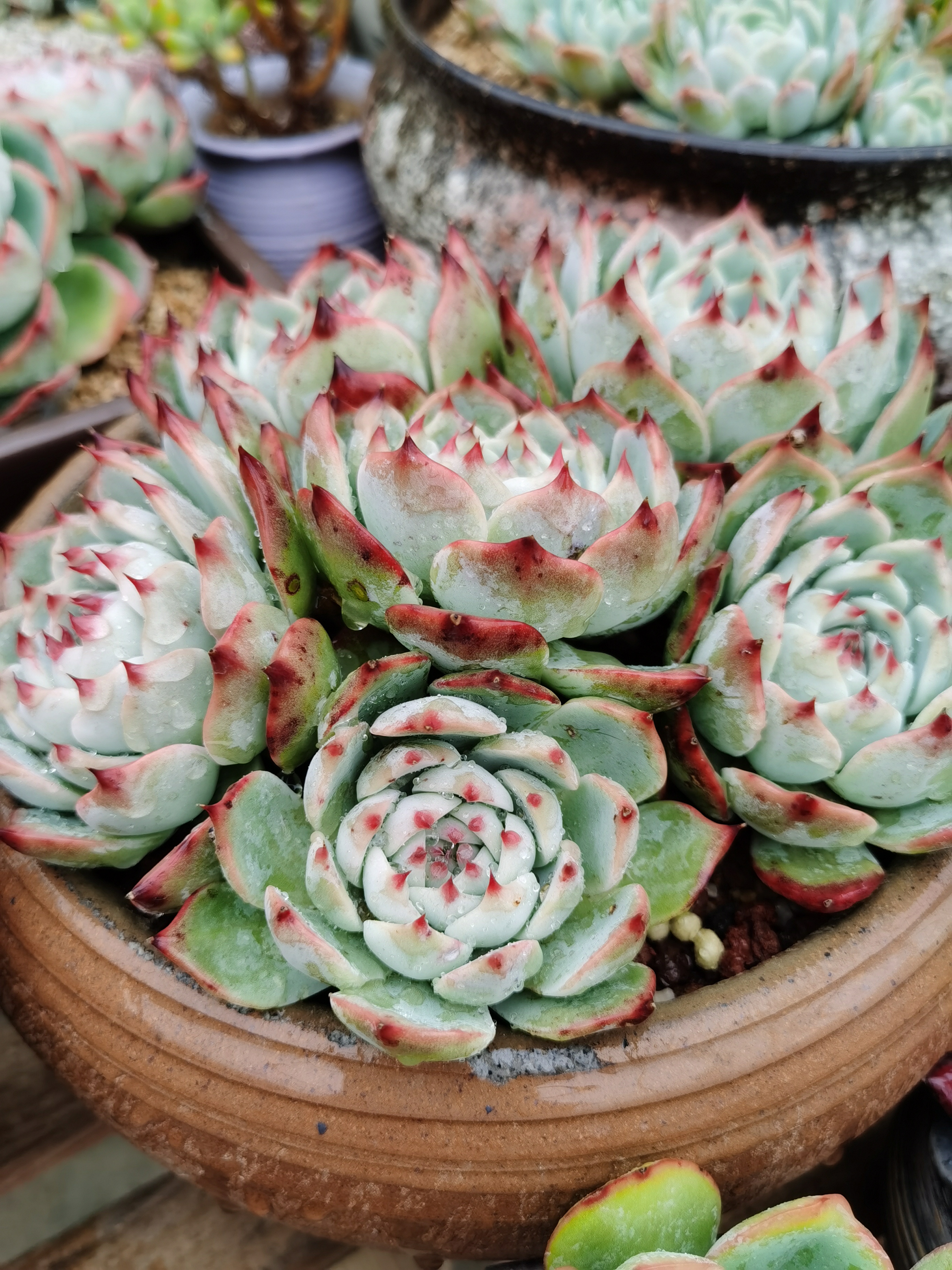 养多肉用土真的很重要 比以为园土真的能出状态 哔哩哔哩 养多肉用土真的很重要 比以为园土真的能出状态 哔哩哔哩