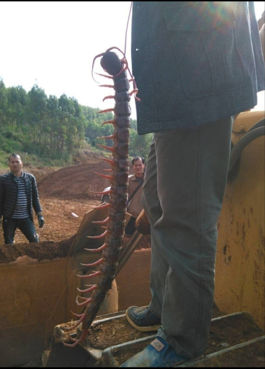 应该没有几个人见过这么大一条蜈蚣吧!恐怖05