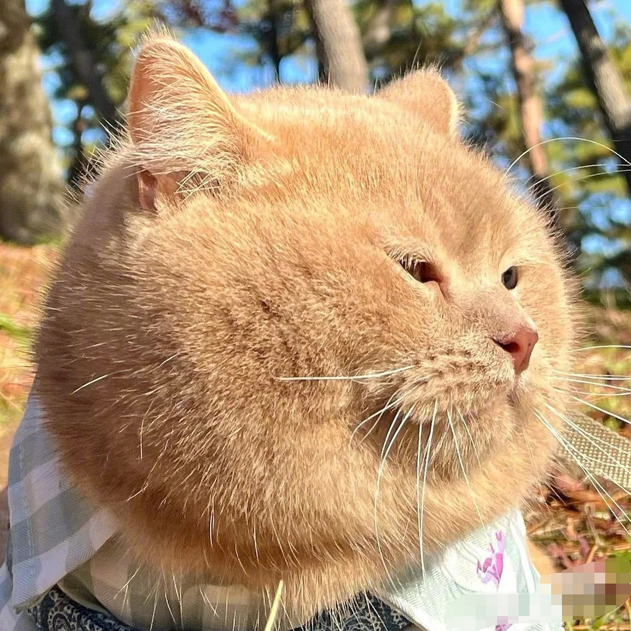 趣图搞笑# 还有比我更标准的圆脸吗?