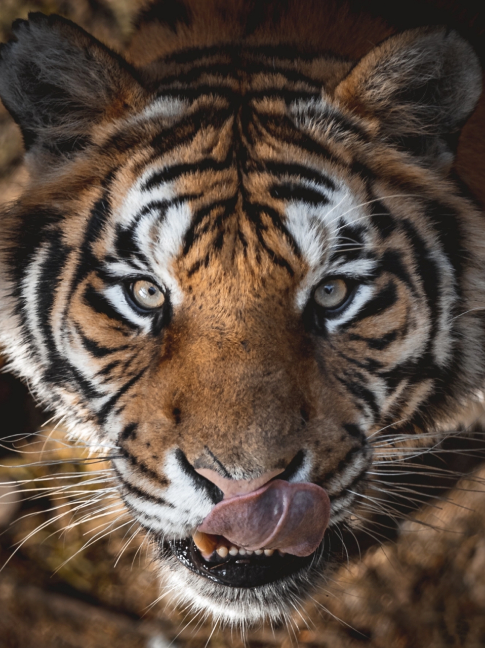 东北虎,别名西伯利亚虎,是我国一级保护动 物,也是世界上体型最大的