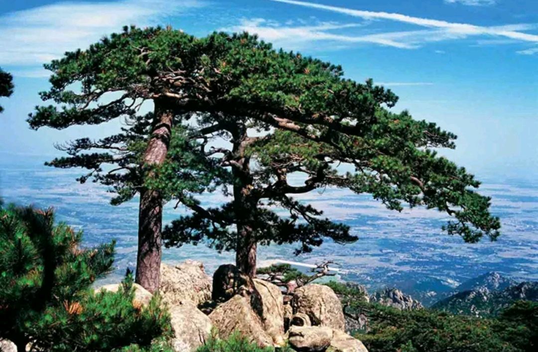 泰山,巍巍中华魂