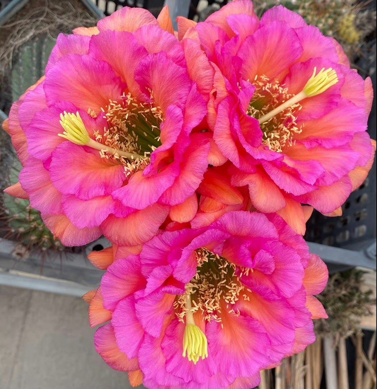 毛花柱:卡奈西,kaneshi 大型花,花瓣蓬松,看起来非常厚实 颜色艳丽