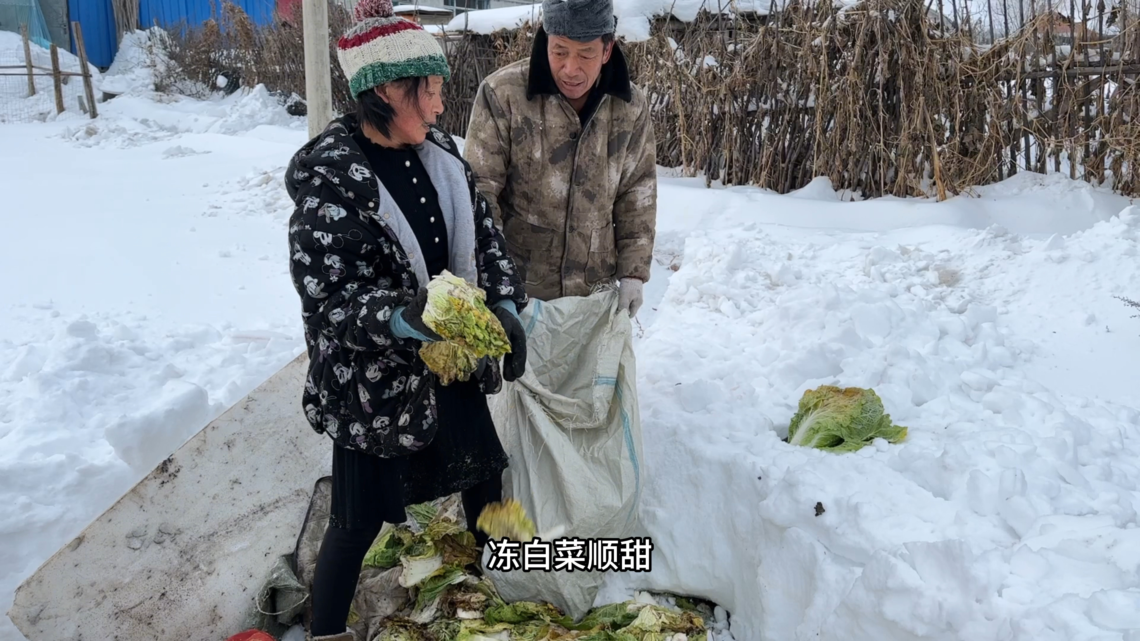 埋在地里的萝卜白菜咋样了?挖雪刨土没冻坏,东北爸妈装袋拿回家