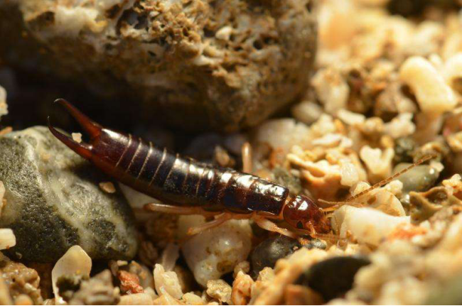 蠼螋 两个丁丁就真的好吗?