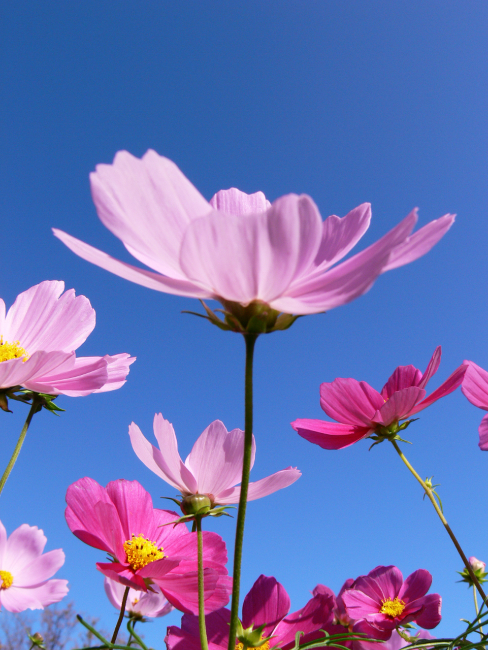 美景分享:蓝天,白云与格桑花