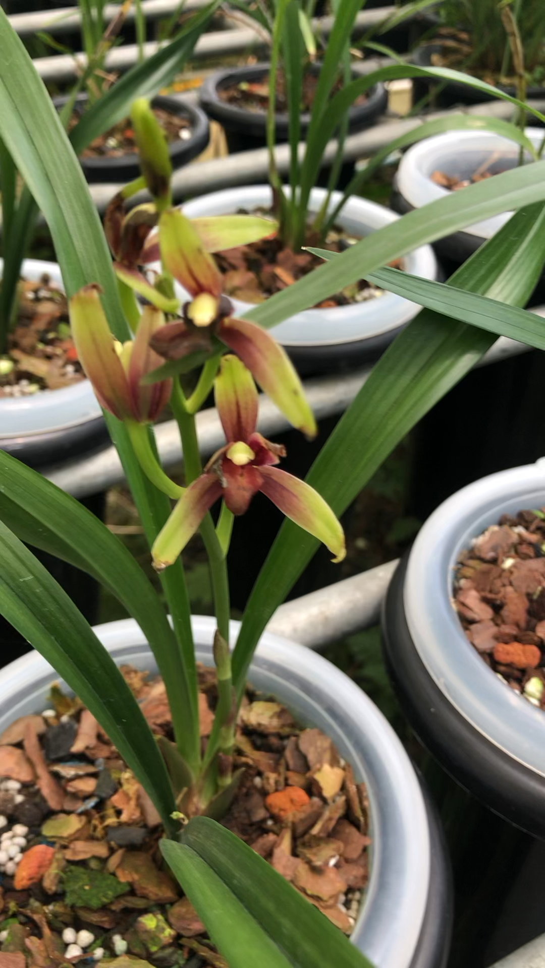兰花建兰国魂