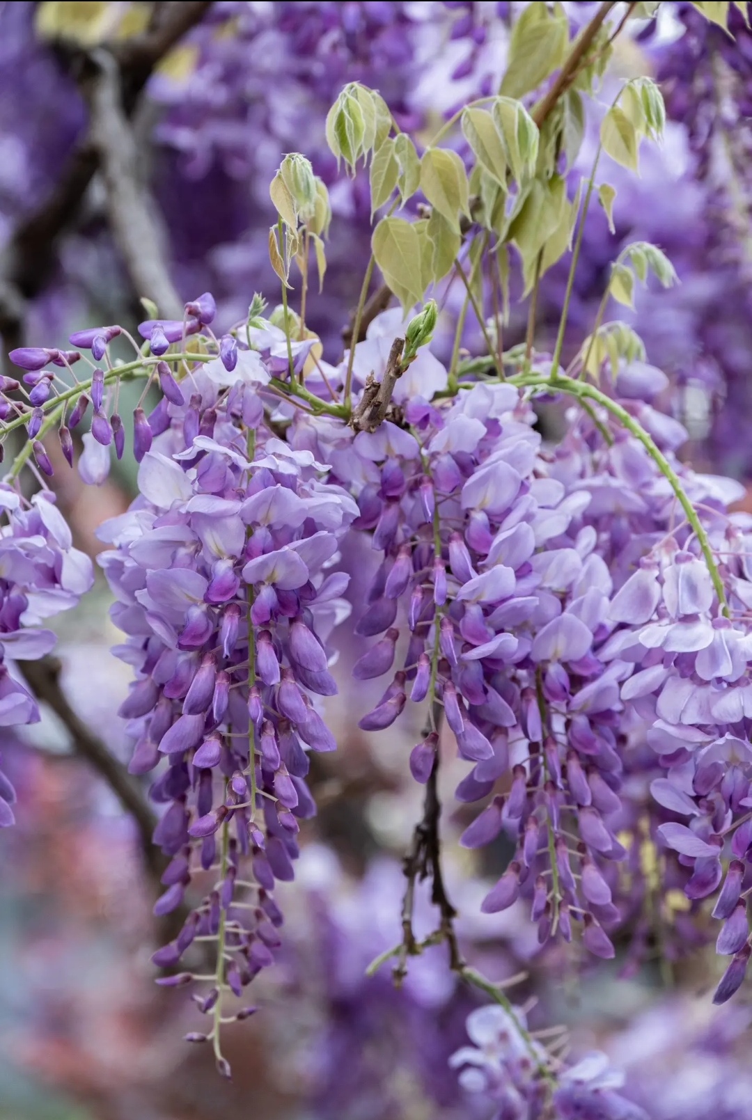 李白诗中的紫藤花,你见过吗?